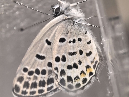 Tongeia filicaudis