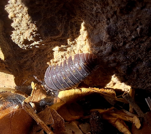 Granulated Pill Woodlouse
