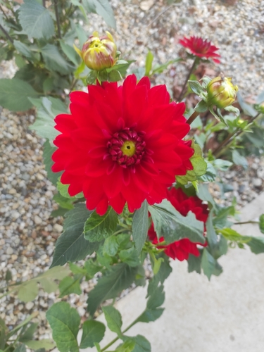 Garden Dahlia