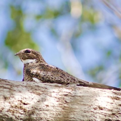 Chordeiles gundlachii