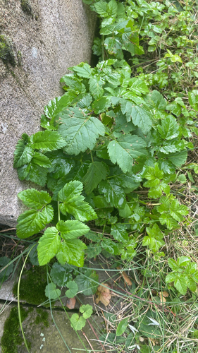Goutweed