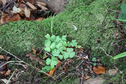 European wood-sorrel