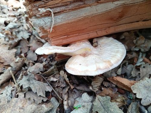 chicken of the woods