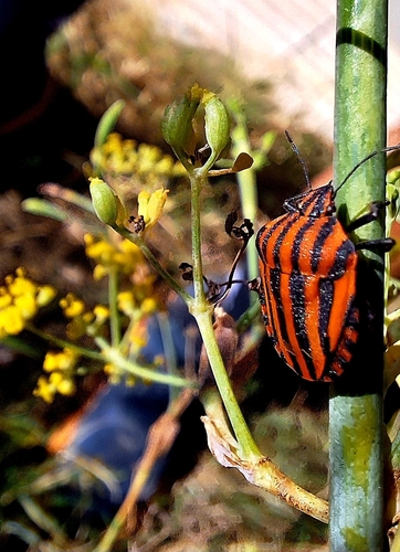 European Striped Shield Bug