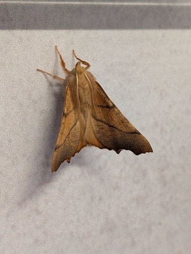 Dusky Thorn