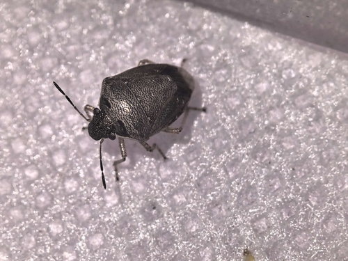 White-spotted Stink Bug