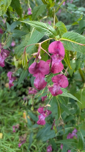 Himalayan balsam