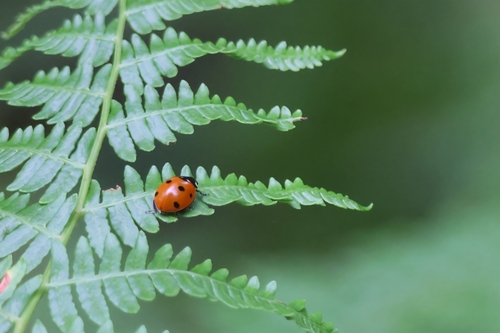 Seven-spotted Lady Beetle