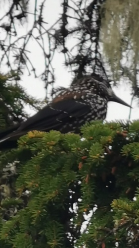 Northern Nutcracker