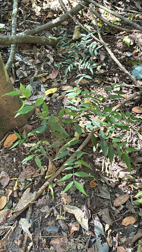 Pilidiostigma glabrum observed 2026-09-19