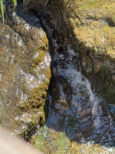 Mediterranean Turtle