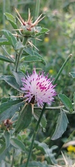 Centaurea iberica