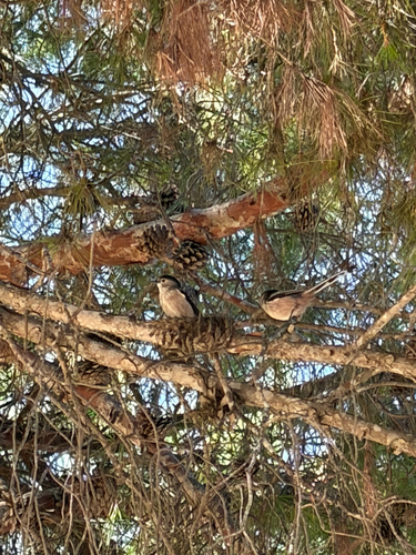 Long-tailed Tit