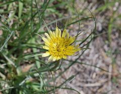 Tragopogon dubius