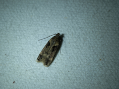 Chionodes mediofuscella