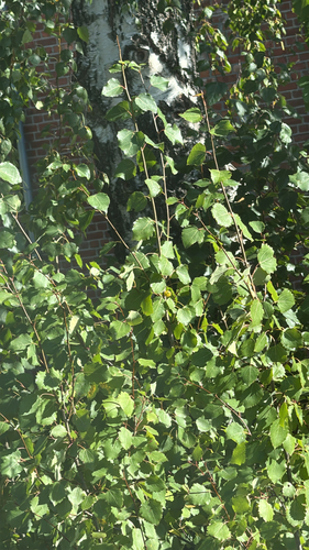 European aspen
