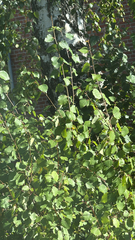 Populus tremula, photograph (c) Cyndy Sims (Parr), some rights reserved (CC BY)