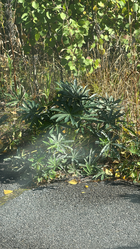 Large-leaved lupine