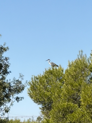 Grey Heron
