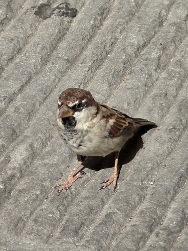 Italian Sparrow