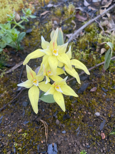 Cowslip Orchid