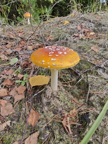 Fly Agaric