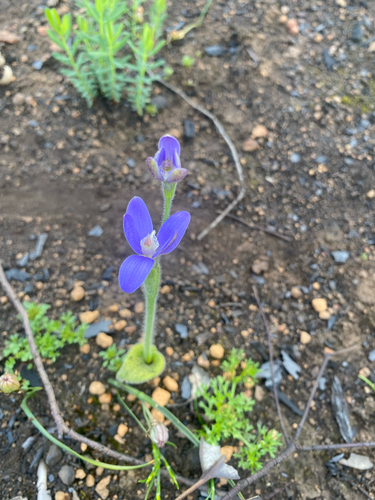 Blue China Orchid
