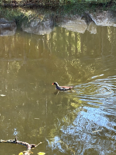 Eurasian Moorhen