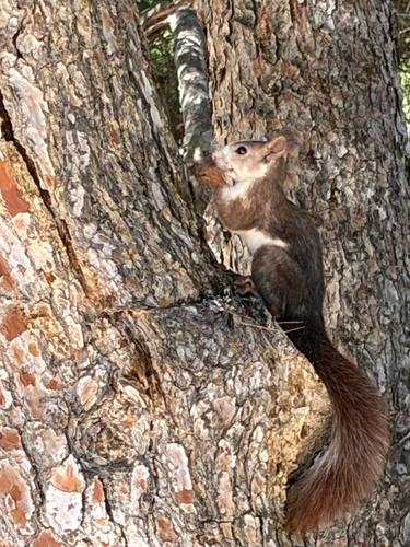 Eurasian Red Squirrel
