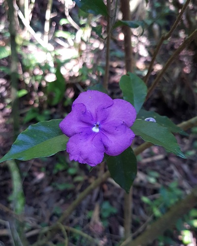 Brunfelsia uniflora observed 2026-09-24