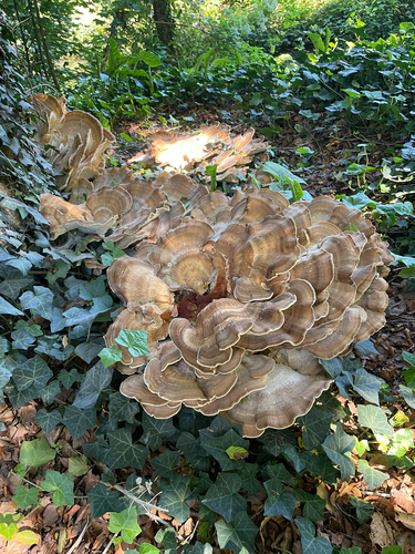 Giant Polypore