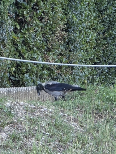 Hooded Crow