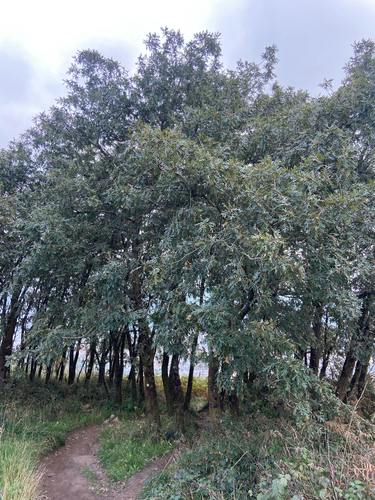 Pyrenean Oak