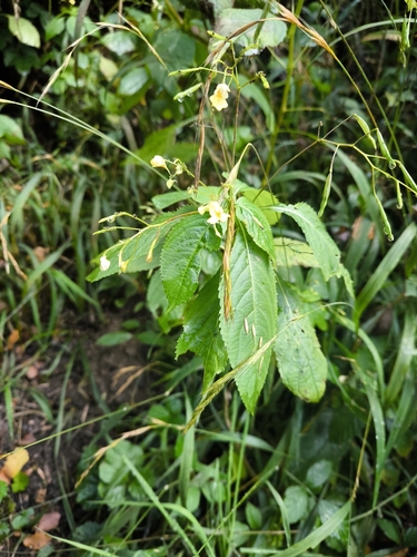 small balsam