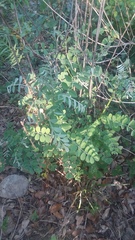 Indigofera lindheimeriana