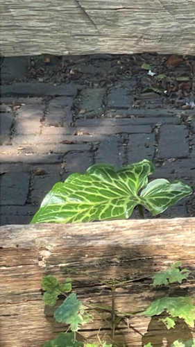 Italian arum
