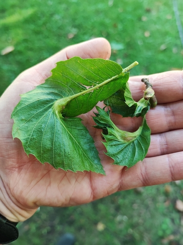 Asian Chestnut Gall Wasp