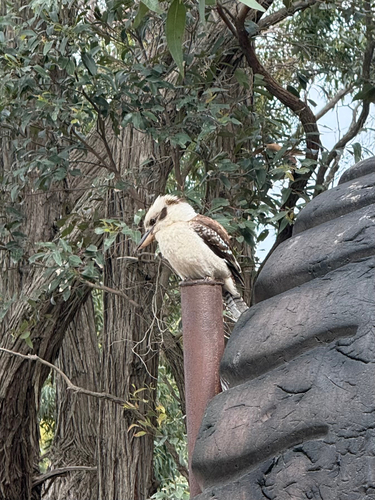 Laughing Kookaburra