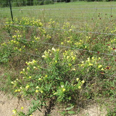 Oenothera rhombipetala