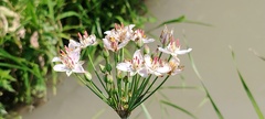 Butomus umbellatus