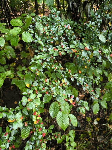 Spreading Cotoneaster