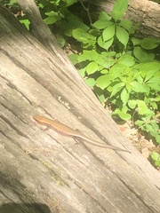 Plestiodon fasciatus