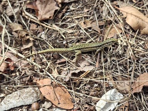 Common Wall Lizard
