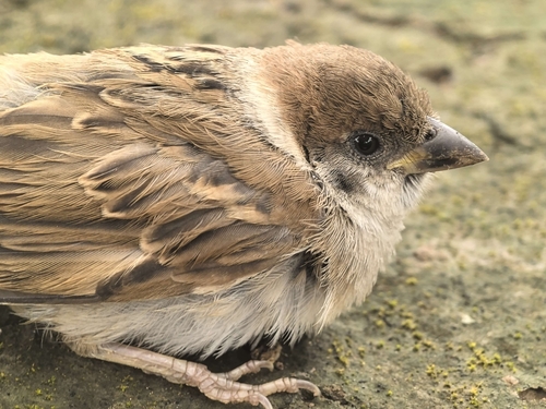 Eurasian Tree Sparrow
