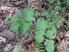 Heracleum sphondylium, photograph (c) Sabarni Sarker, some rights reserved (CC BY)
