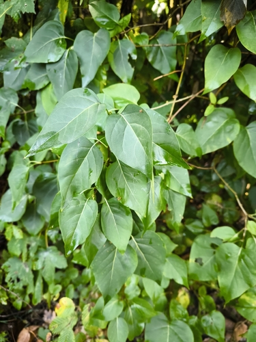 common lilac