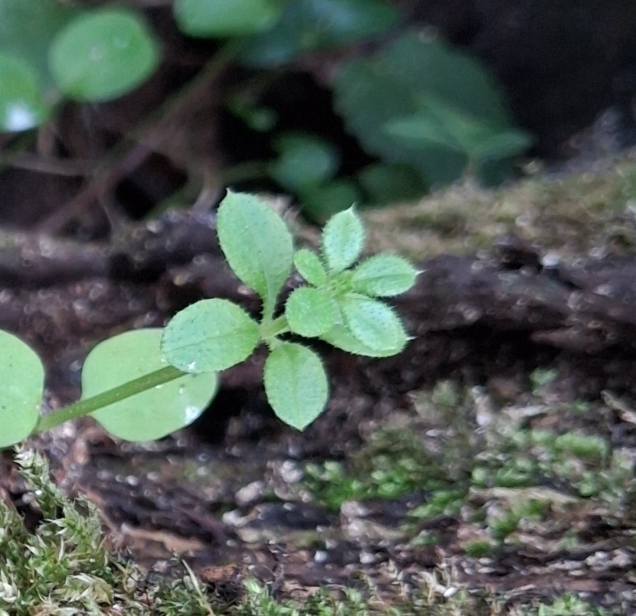 Galium aparine; photograph (c) Sabarni Sarker, some rights reserved (CC BY)