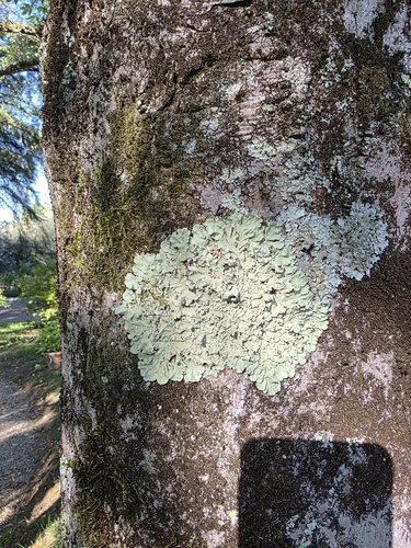 common greenshield lichen