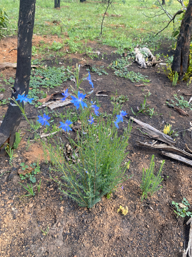 Blue Leschenaultia