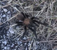 Aphonopelma anax